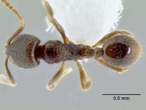 Stenamma crypticum specimen