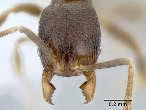 Stenamma crypticum specimen