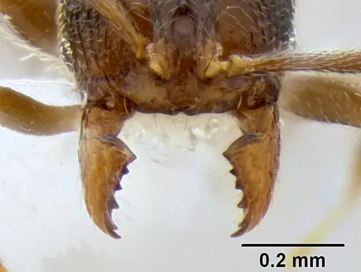 Stenamma crypticum specimen