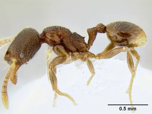 Stenamma crypticum - CASENT0603755