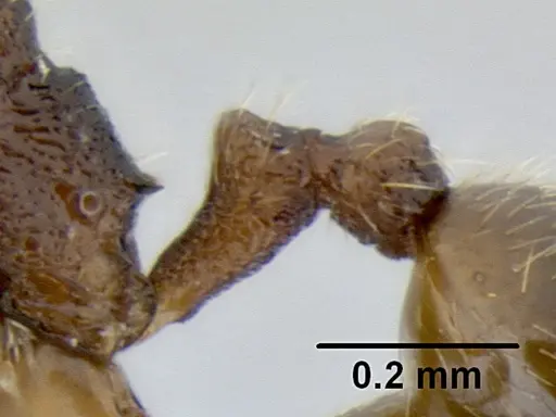 Stenamma crypticum - CASENT0603755