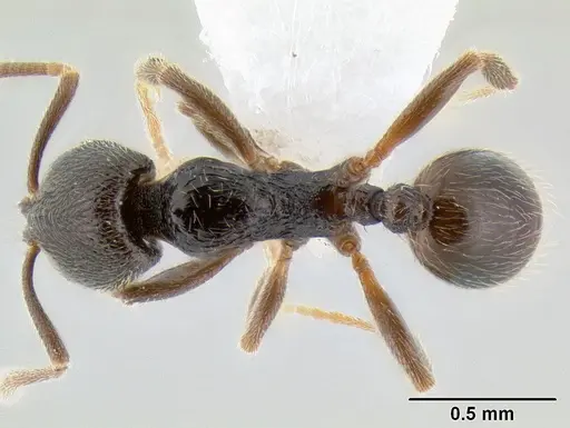 Stenamma crypticum - CASENT0603821