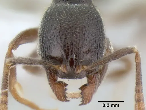 Stenamma crypticum - CASENT0603821