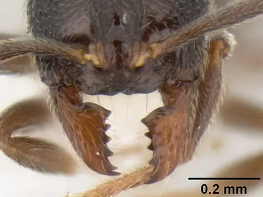 Stenamma crypticum - CASENT0603821