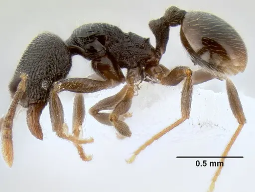 Stenamma crypticum - CASENT0603821