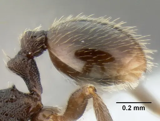 Stenamma crypticum - CASENT0603821