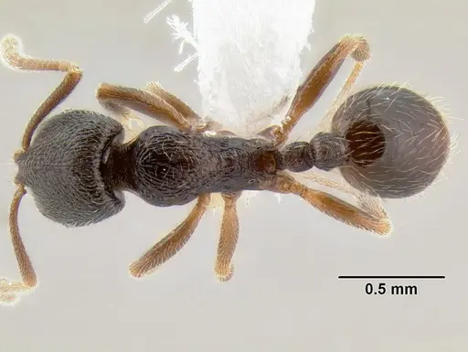 Stenamma crypticum - CASENT0604745