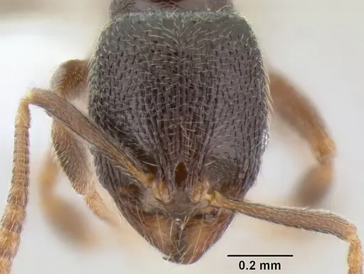 Stenamma crypticum - CASENT0604745