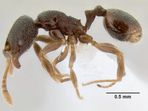 Stenamma crypticum - CASENT0604745