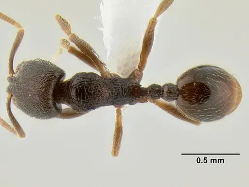 Stenamma crypticum - CASENT0604771