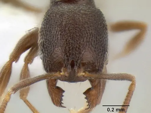 Stenamma crypticum - CASENT0604771