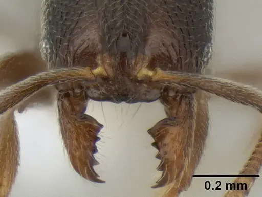 Stenamma crypticum - CASENT0604771