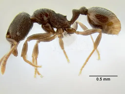 Stenamma crypticum - CASENT0604771