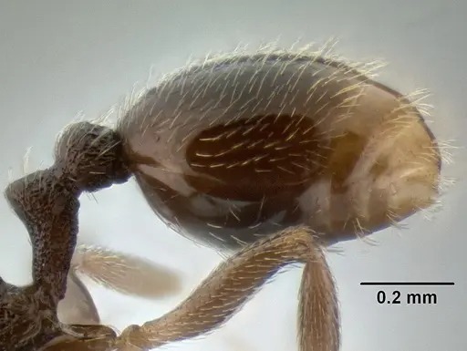 Stenamma crypticum - CASENT0604771