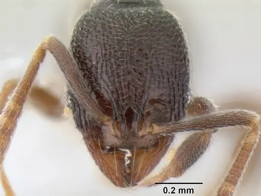 Stenamma crypticum - CASENT0604839