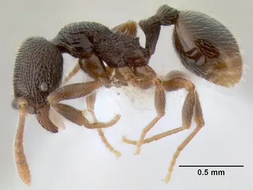 Stenamma crypticum - CASENT0604839