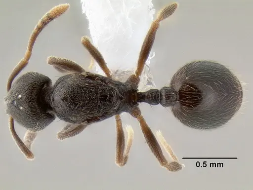 Stenamma crypticum - CASENT0604854