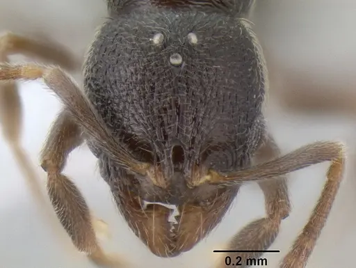 Stenamma crypticum - CASENT0604854