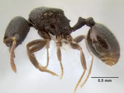 Stenamma crypticum - CASENT0604854