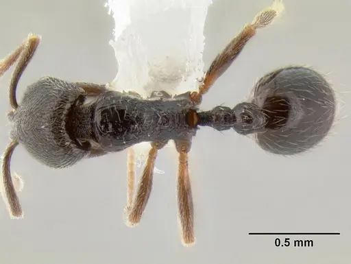 Stenamma crypticum - CASENT0604928