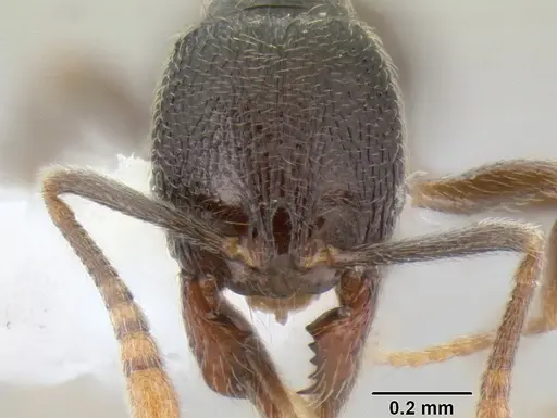 Stenamma crypticum - CASENT0604928