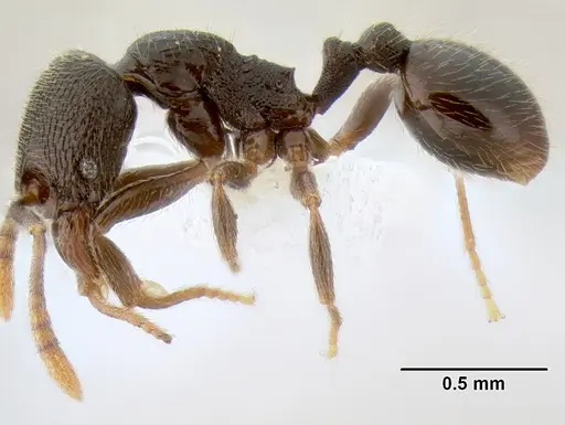 Stenamma crypticum - CASENT0604928