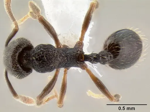 Stenamma crypticum - CASENT0604997