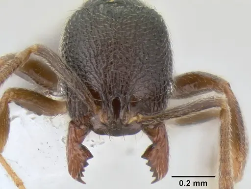 Stenamma crypticum - CASENT0604997