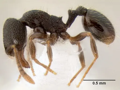 Stenamma crypticum - CASENT0604997