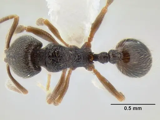 Stenamma crypticum - CASENT0605185