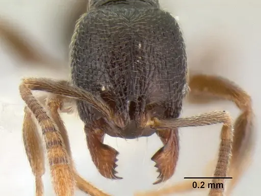 Stenamma crypticum - CASENT0605185