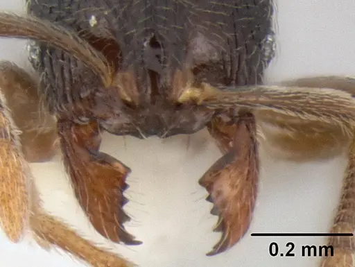 Stenamma crypticum - CASENT0605185