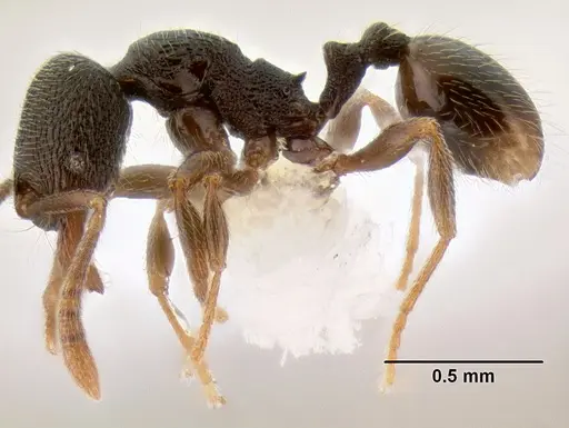 Stenamma crypticum - CASENT0605185