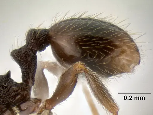 Stenamma crypticum - CASENT0605185