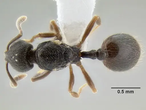 Stenamma crypticum - CASENT0605933