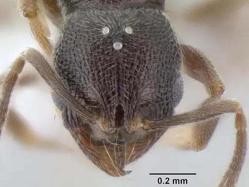 Stenamma crypticum - CASENT0605933