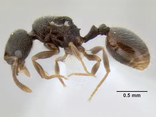 Stenamma crypticum - CASENT0605933