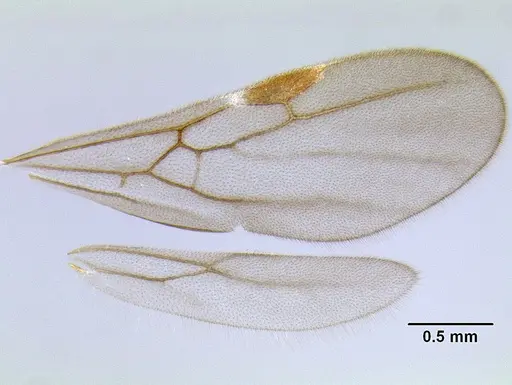 Stenamma crypticum - CASENT0605933