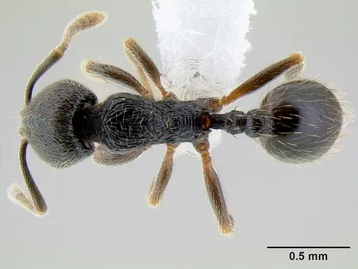 Stenamma crypticum - CASENT0621418