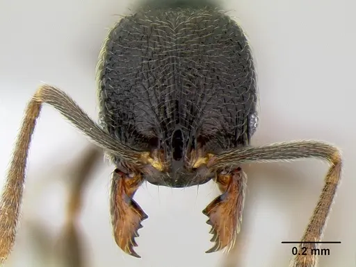 Stenamma crypticum - CASENT0621418