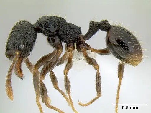 Stenamma crypticum - CASENT0621418