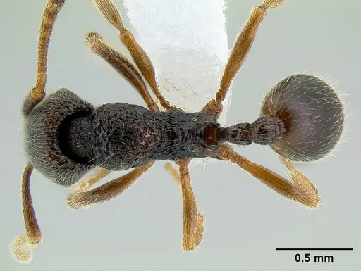 Stenamma cusuco specimen