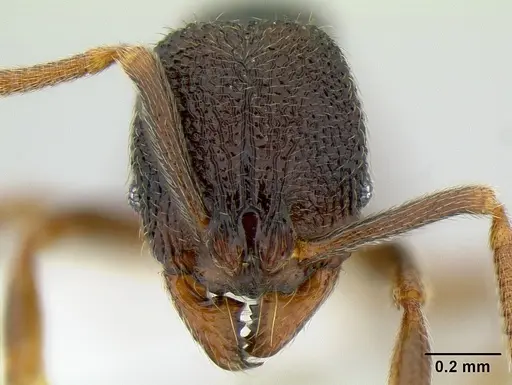 Stenamma cusuco specimen