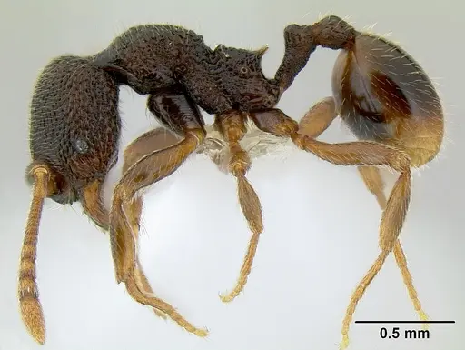 Stenamma cusuco specimen