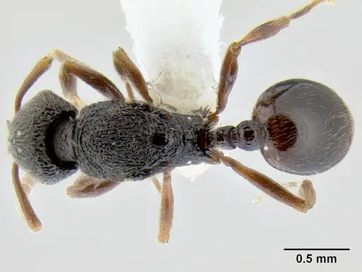 Stenamma cusuco - CASENT0622136