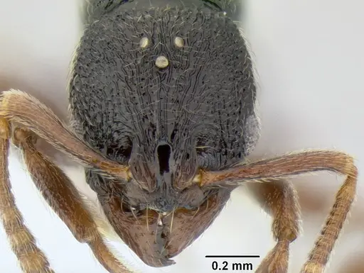 Stenamma cusuco - CASENT0622136