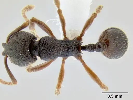 Stenamma cusuco - CASENT0622137