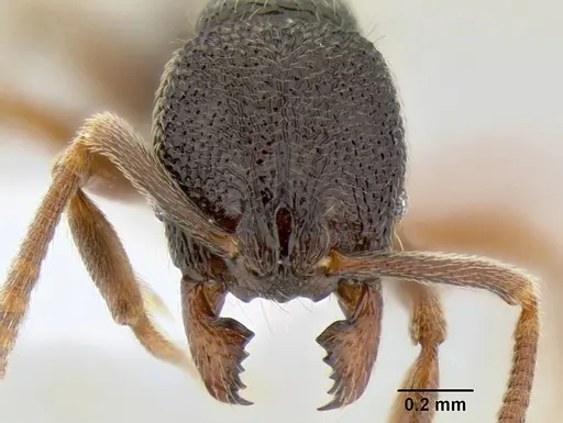 Stenamma cusuco - CASENT0622137