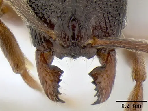 Stenamma cusuco - CASENT0622137