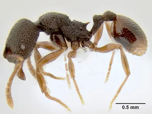 Stenamma cusuco - CASENT0622137